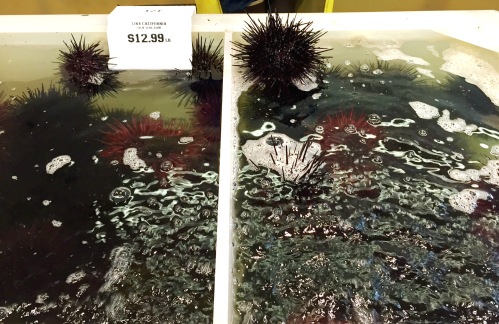 Live California sea urchin on sale at Quality Seafood in Redondo Beach, CA.
