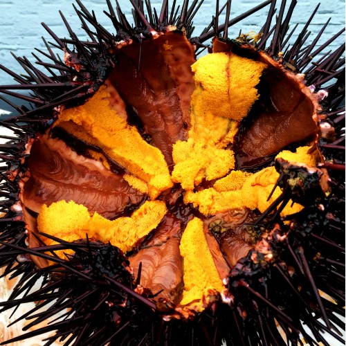 The same live sea urchin from above, cut open and ready to eat. 